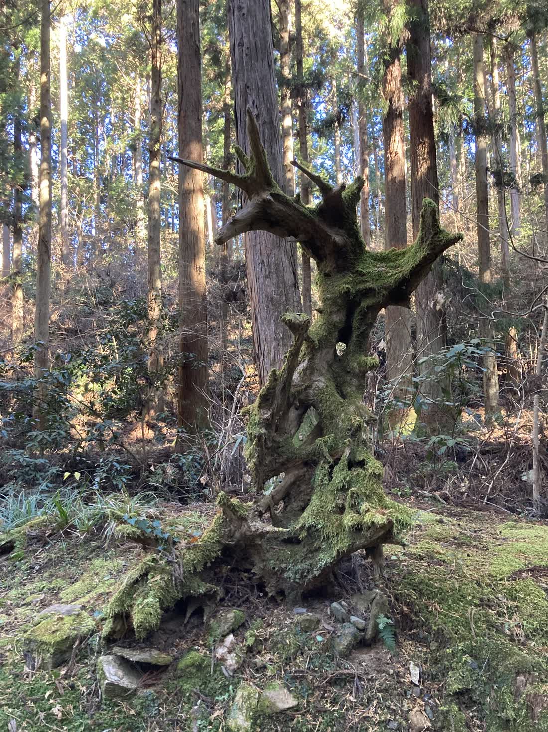 御岩神社の参道脇にある苔に覆われた古い根