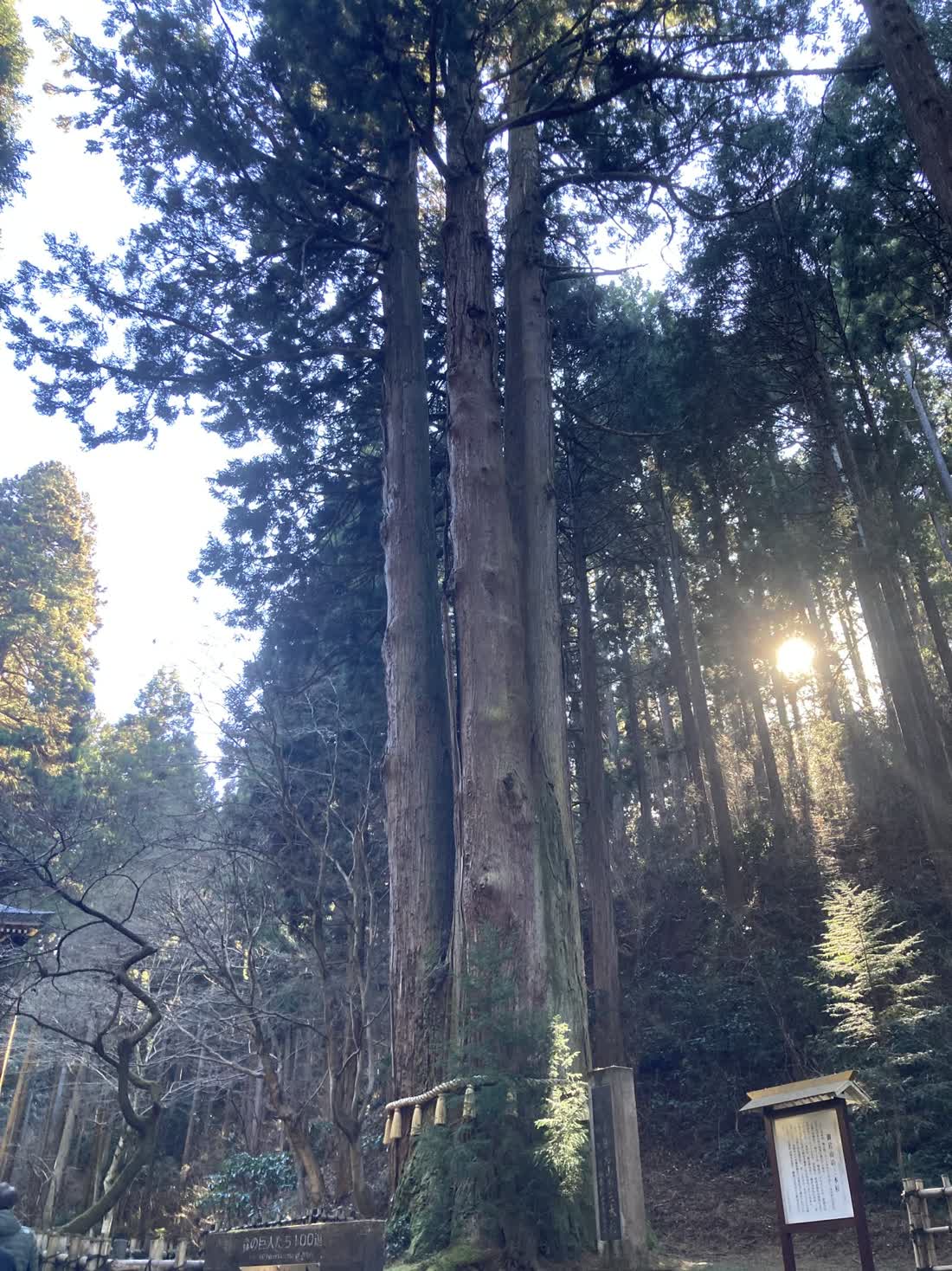 御岩神社の杉並木に差し込む木漏れ日